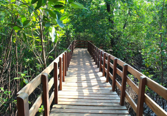 Mangrove Walk